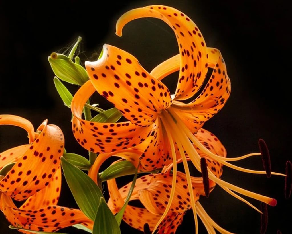 Bulborium orange tiger lily seeds close-up highlight vibrant petals for colorful borders.