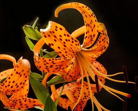 Bulborium orange tiger lily seeds close-up highlight vibrant petals for colorful borders.