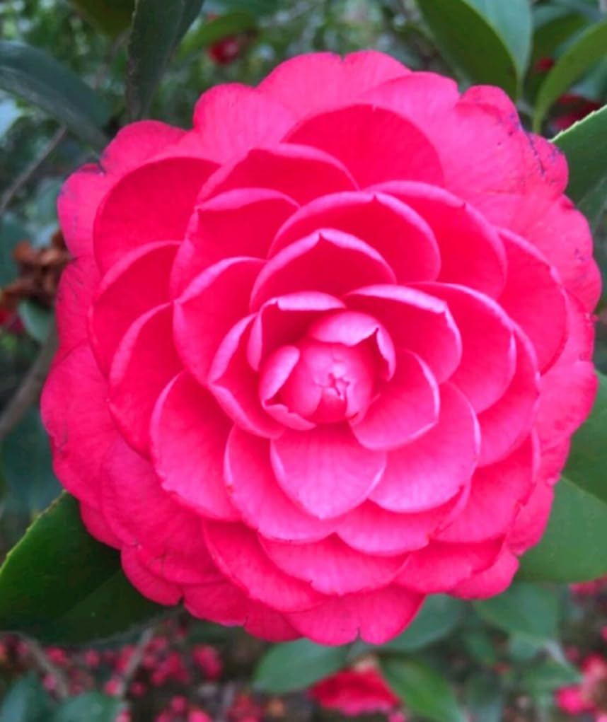 Bulborium ornamental impatiens seeds for easy beginner gardening in shade.