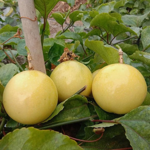 BULBORIUM harvest-ready passion fruits are oval and sweet for fresh snacking.