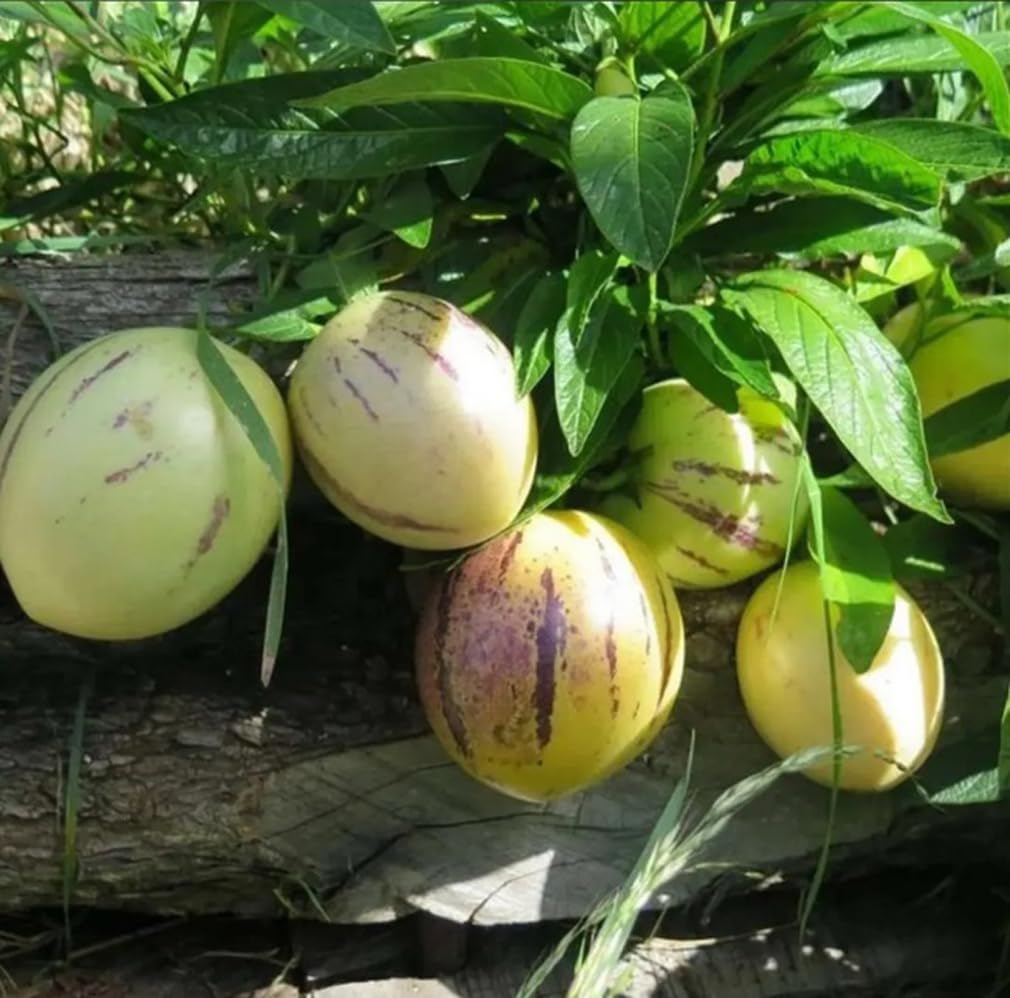 BULBORIUM pepino melon fruit on vine, sweet harvest potential for patio growers.