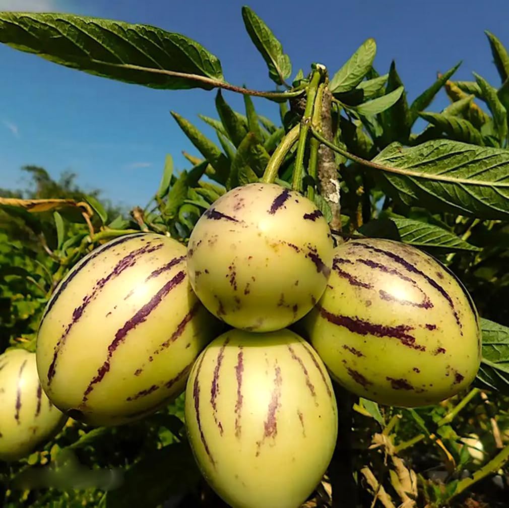 BULBORIUM pepino melon seedling in pot, ideal for beginners starting a sunny balcony garden.