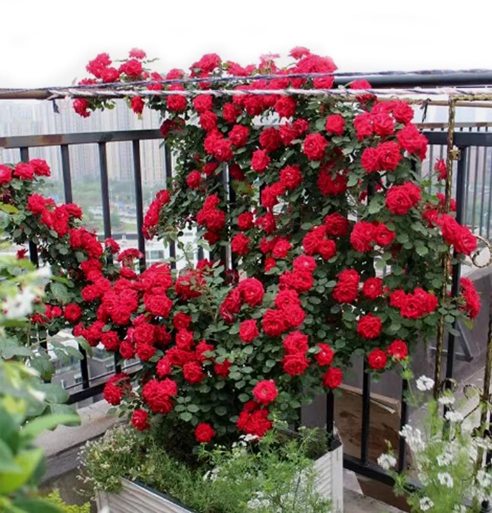 BULBORIUM Perennial Fragrant Rose Seeds ideal for pollinator-friendly garden.
