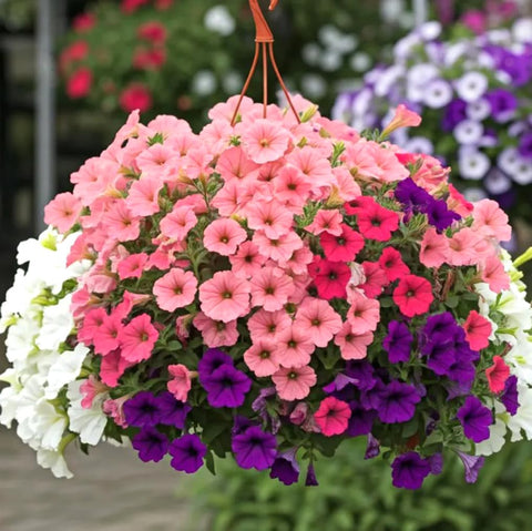 Bulborium Petunia seeds mix: vibrant colors for outdoor garden and hanging baskets.