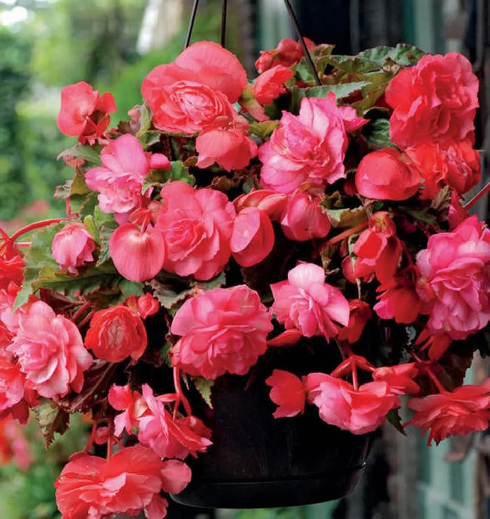 Bulborium pink begonia seeds ready to sprout in warm, humid soil for vibrant shade gardens.