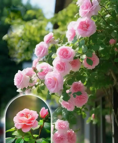 Bulborium pink climbing rose seeds for privacy screen and pollinators