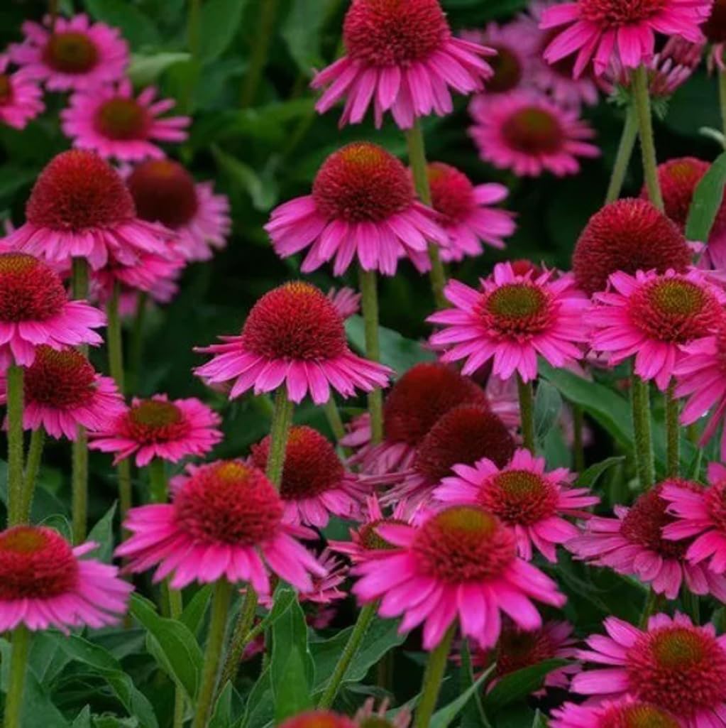 Bulborium pink coneflower seeds ready for spring planting to attract pollinators.