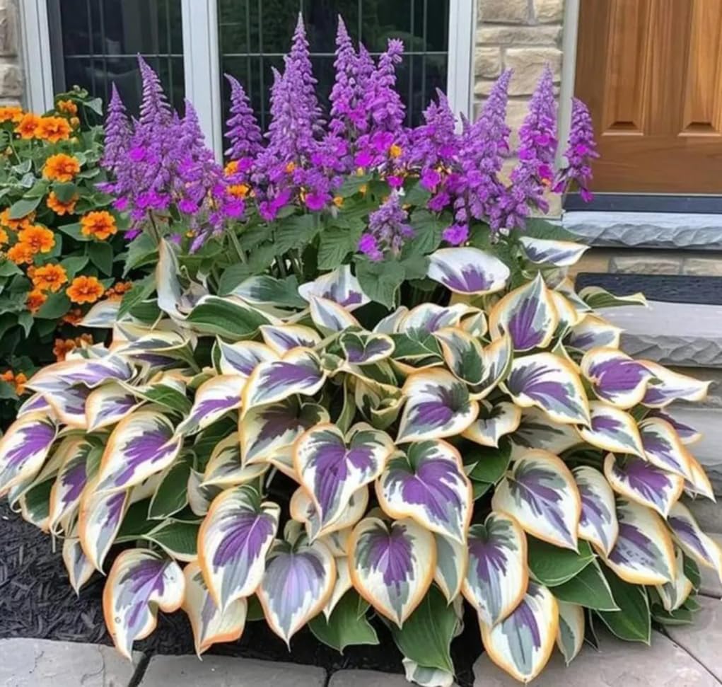 BULBORIUM pollinator-friendly hosta blooms attract beneficial insects in summer.