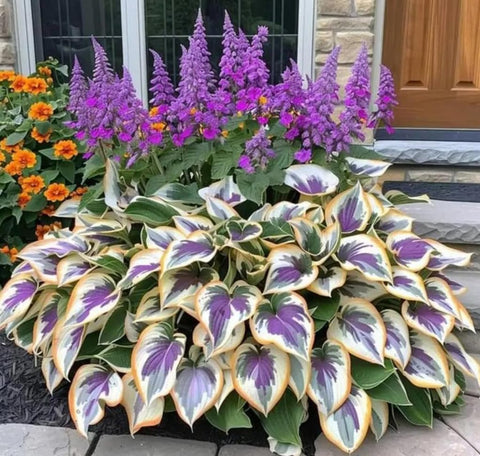 BULBORIUM pollinator-friendly hosta blooms attract beneficial insects in summer.