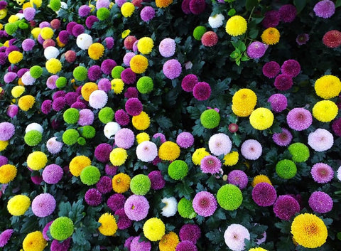 BULBORIUM Pompon Mum seeds bloom garden image highlighting vibrant blossoms