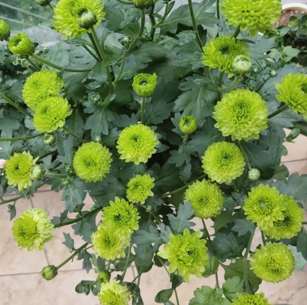 BULBORIUM Pompon Mum seeds border planting ideal for edging and backdrop