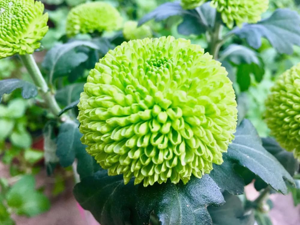 BULBORIUM Pompon Mum seeds cutting garden for fresh bouquets and color