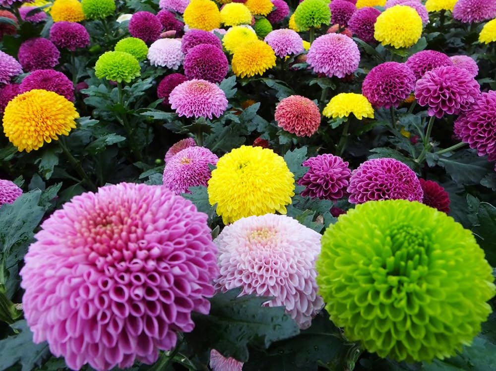 BULBORIUM Pompon Mum seeds pack shot showing mix of colors for versatile planting