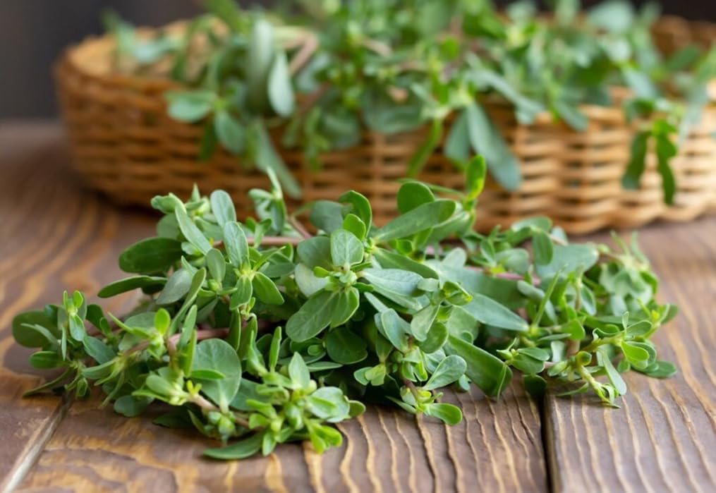 Bulborium Portulaca sativa garden growth image shows lush edible leaves ready for fresh uses.