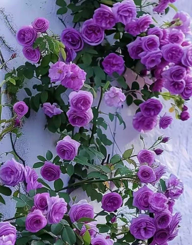 BULBORIUM purple climbing rose blooms on a trellis for a vibrant garden display