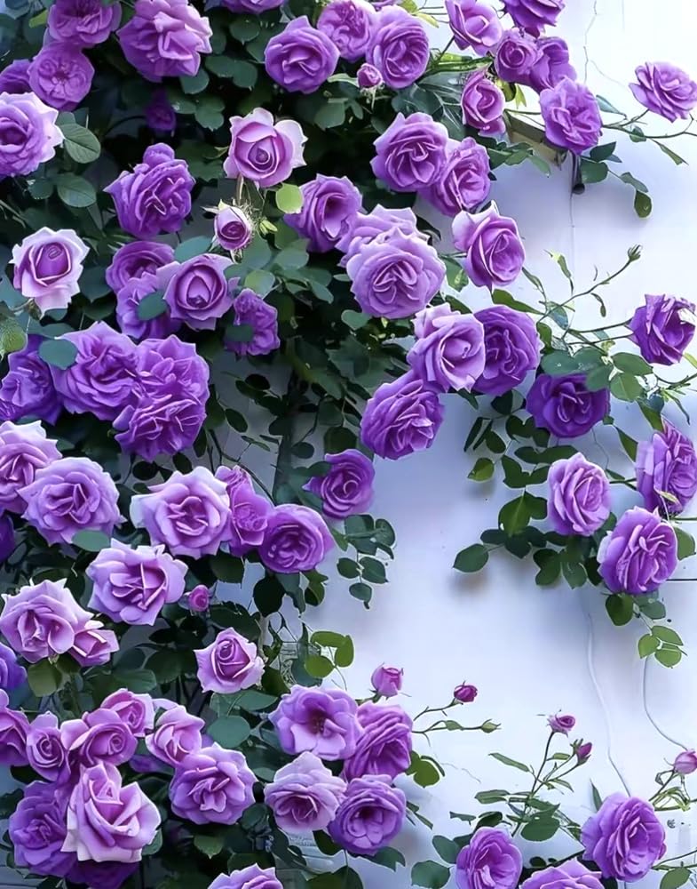BULBORIUM purple climbing rose seeds pack for spring planting and vertical color