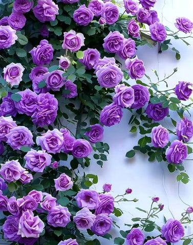 BULBORIUM purple climbing rose seeds pack for spring planting and vertical color