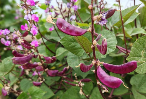Bulborium Purple Hyacinth Bean seeds pack ready for sowing in a sunny garden.