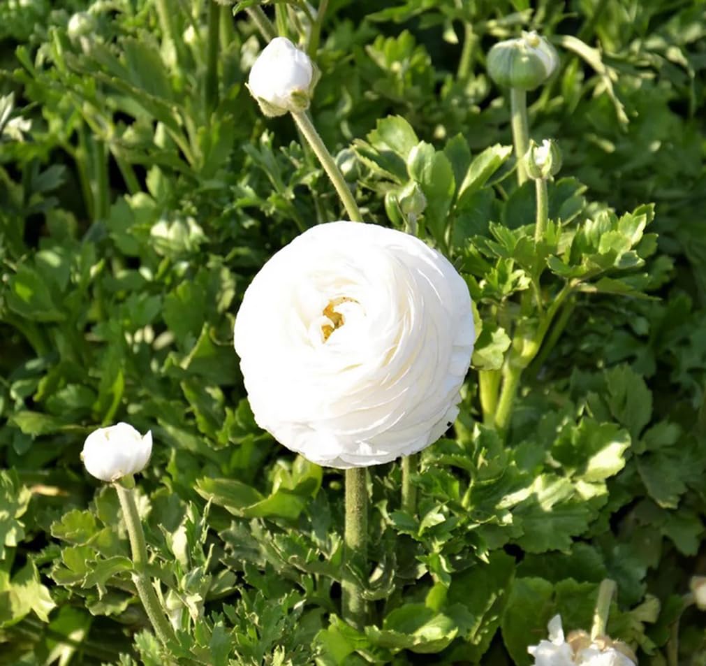 BULBORIUM Ranunculus blooms closeup highlights large peony-like petals and warm tones.