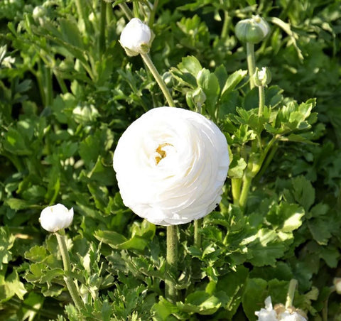 BULBORIUM Ranunculus blooms closeup highlights large peony-like petals and warm tones.