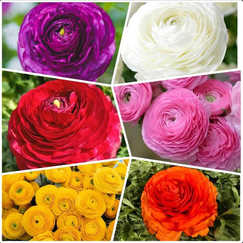 Bulborium ranunculus bulbs in mixed colors ready for fall planting and spring blooms.
