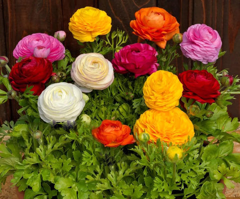 Bulborium ranunculus bulbs bring large, peony-shaped blooms to sunny borders.
