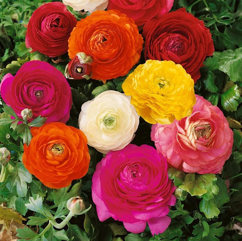 Vibrant color mix from Bulborium bulbs enhances cut flowers and garden displays.