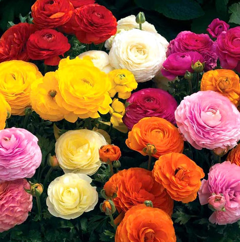 Choose fall planting for fall-spring blooms in warmer zones with Bulborium.