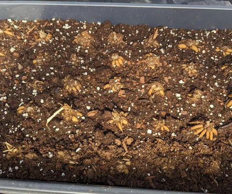 Easy-to-grow bulbs suited for beginners and experienced gardeners alike.