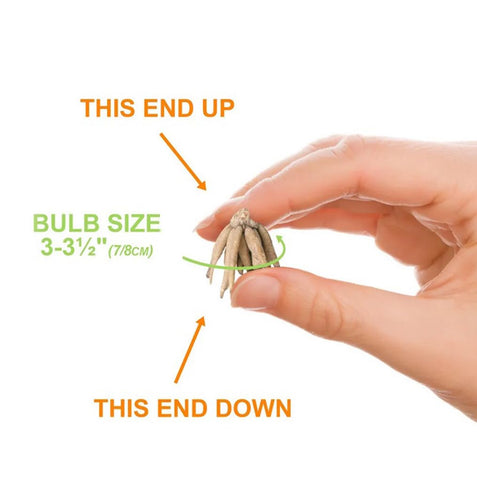 Requires full sun and well-drained soil for best bloom development.