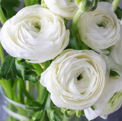 BULBORIUM Ranunculus bulbs in packaging ready for fall planting and vibrant spring color.