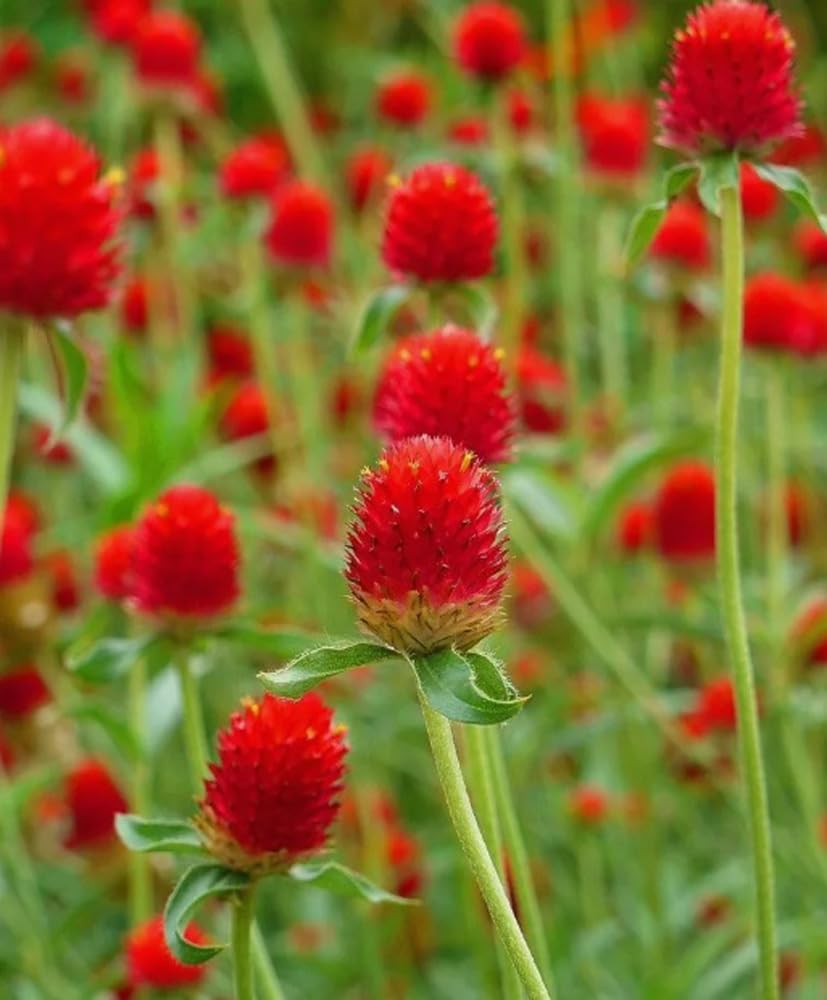 BULBORIUM red Gomphrena seeds packaging ready for sowing and beginner-friendly cultivation.