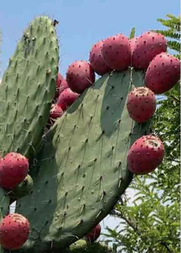 Bulborium red prickly pear seeds pack for quick germination and vibrant landscape growth.