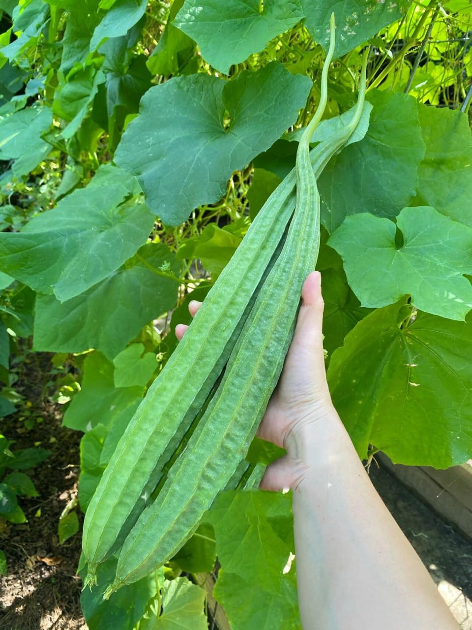 Bulborium ridged gourd fruits ready for harvest, elevating fresh eating and loofah crafting.