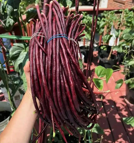 BULBORIUM seedlings being transplanted into pots to establish strong roots.
