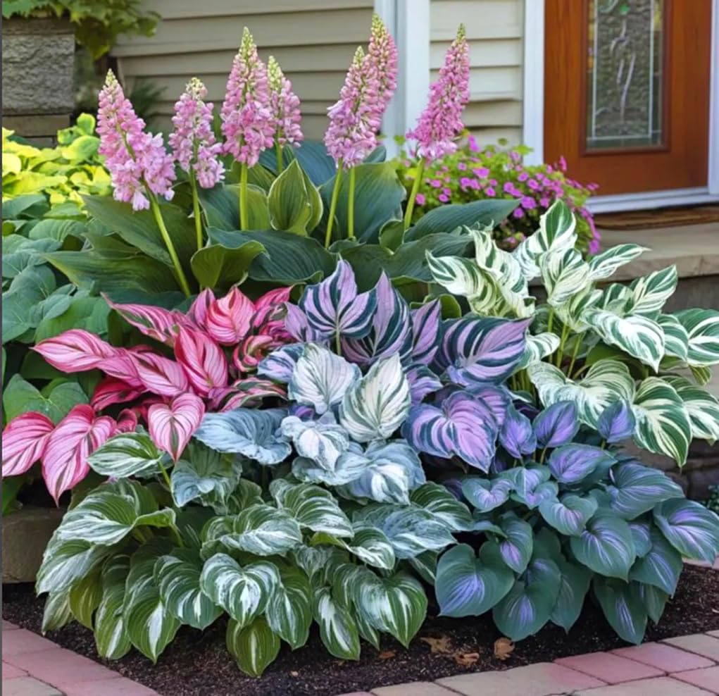 BULBORIUM shade garden hosta leaves showcase elegant foliage for borders.