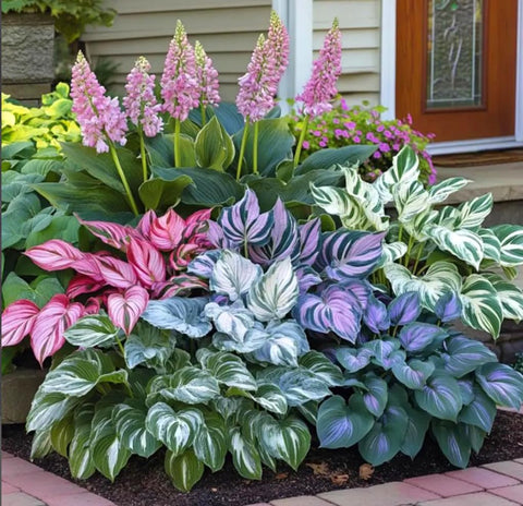 BULBORIUM shade garden hosta leaves showcase elegant foliage for borders.
