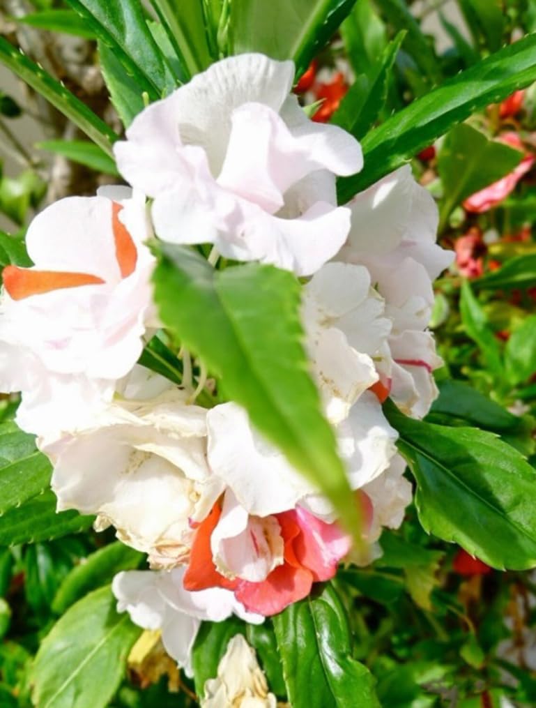 Bulborium shade-tolerant impatiens bloom to brighten garden beds.