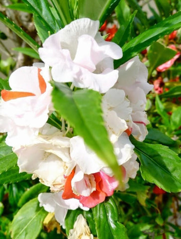 Bulborium shade-tolerant impatiens bloom to brighten garden beds.