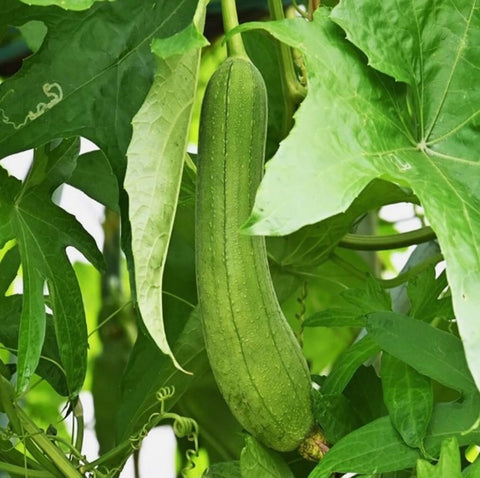 Bulborium snake melon fruit harvest displaying 11-inch gourds for fresh eating
