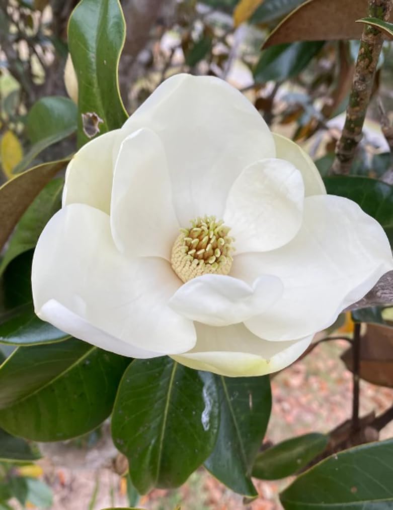 BULBORIUM Southern Magnolia germination stage shows how to start healthy trees.