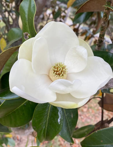 BULBORIUM Southern Magnolia germination stage shows how to start healthy trees.