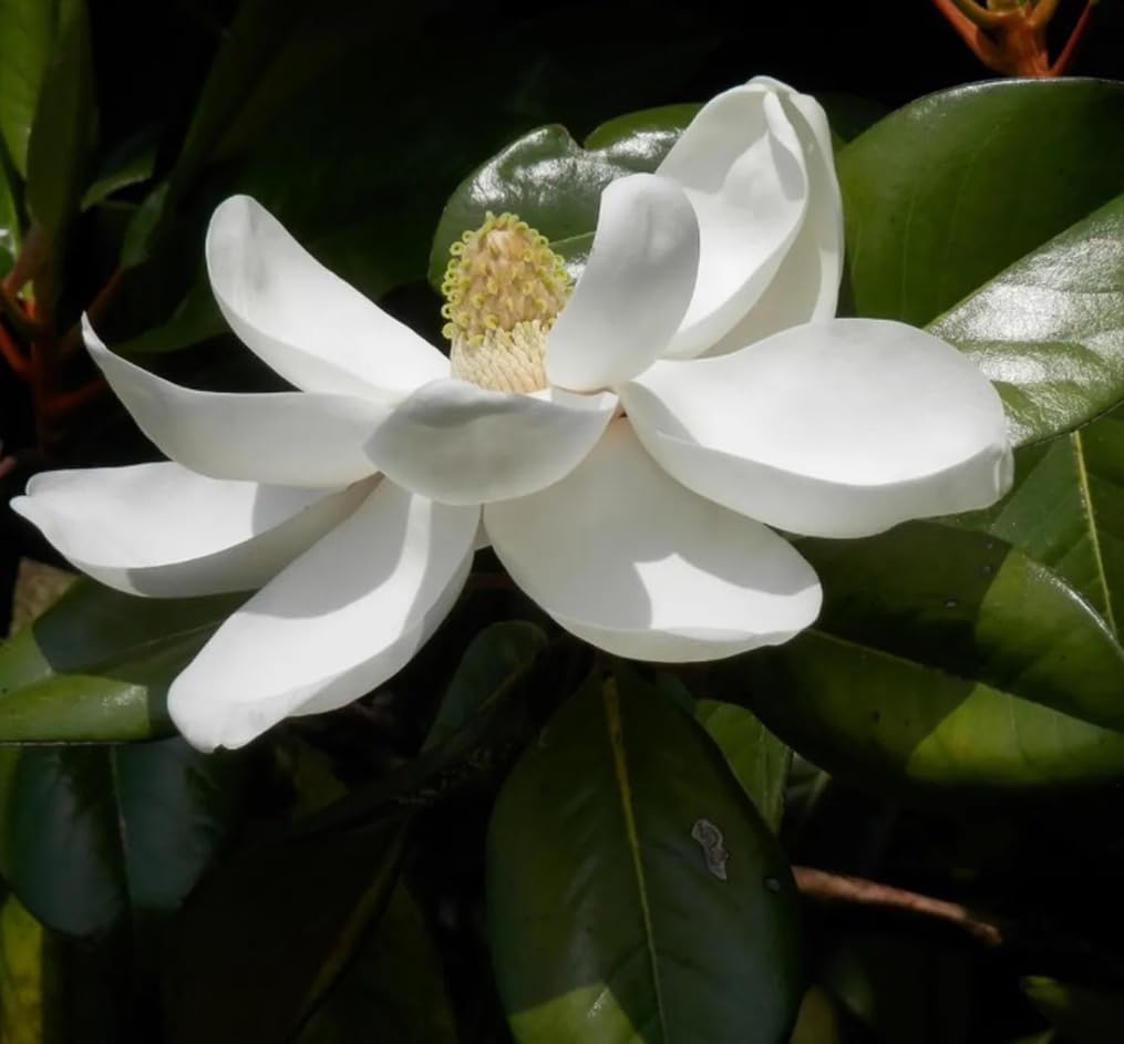 BULBORIUM Southern Magnolia ornamental tree demonstrates sun-dappled beauty for yards.