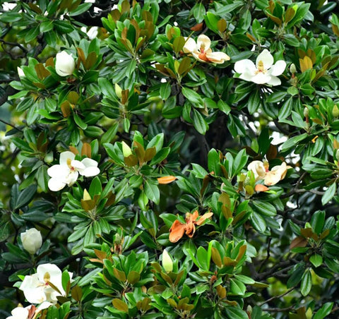 BULBORIUM Southern Magnolia planting instructions highlight simple steps for successful growth.