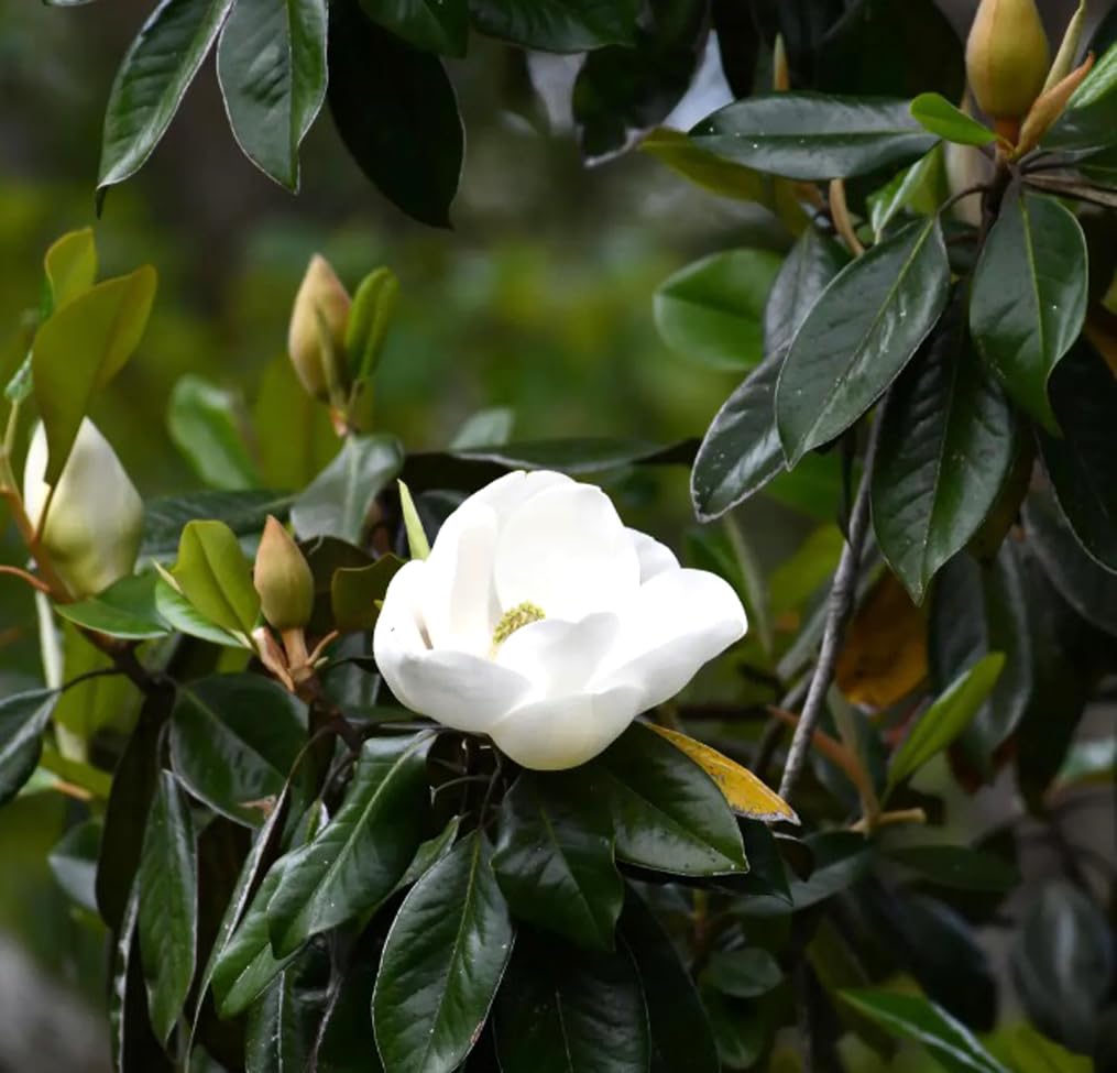 BULBORIUM Southern Magnolia pollinator bloom attracts bees and butterflies to gardens.