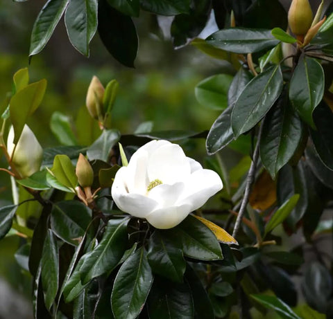 BULBORIUM Southern Magnolia pollinator bloom attracts bees and butterflies to gardens.