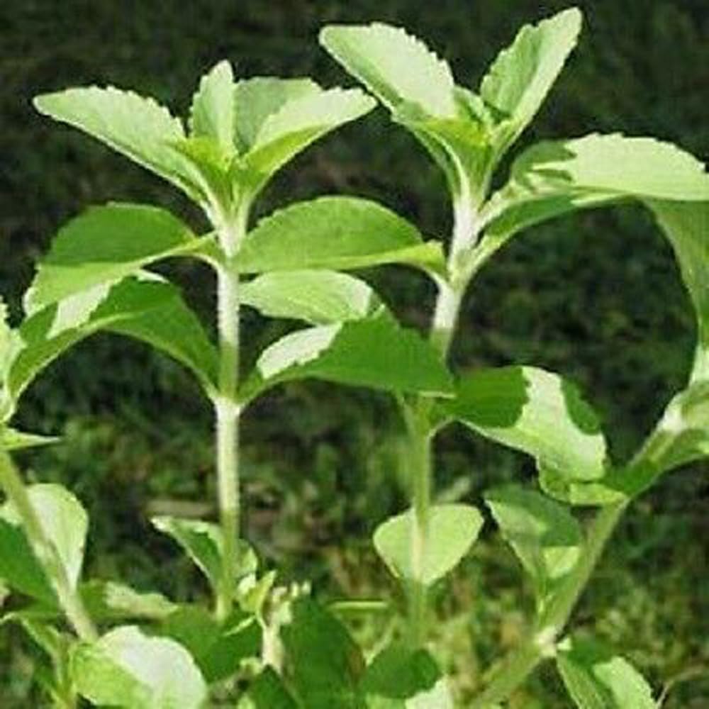 Bulborium stevia leaf close-up shows tender foliage for culinary use.