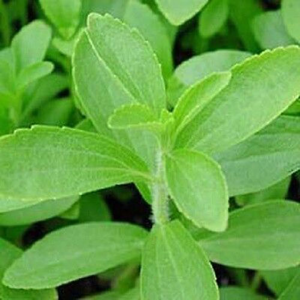 Bulborium stevia seeds pack for home planting and fresh leaves.