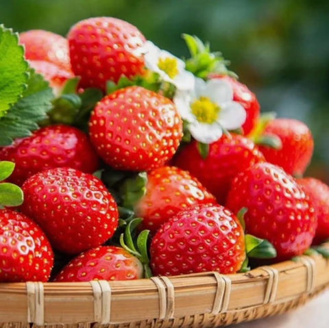 Bulborium strawberry seed sowing for easy indoor germination and early growth.
