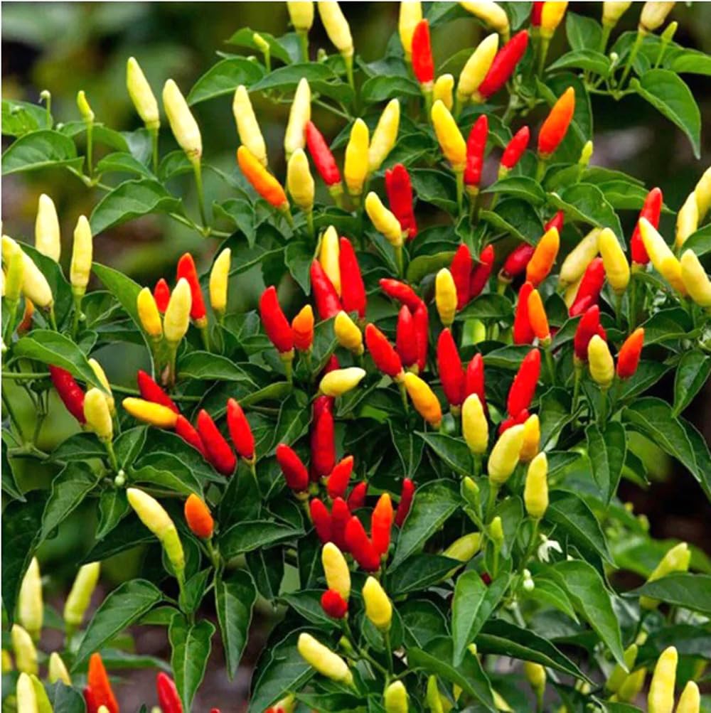 Bulborium Tabasco pepper seeds pack for direct sowing to spicy harvest in about 80 days